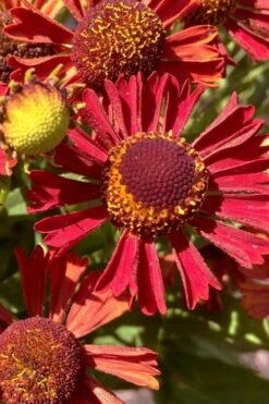 Mariachi 'Siesta' Helen's Flower (Helenium) - 1 Gallon Pot -Botanica Tree Store helenium mariachi siesta helens flower 3