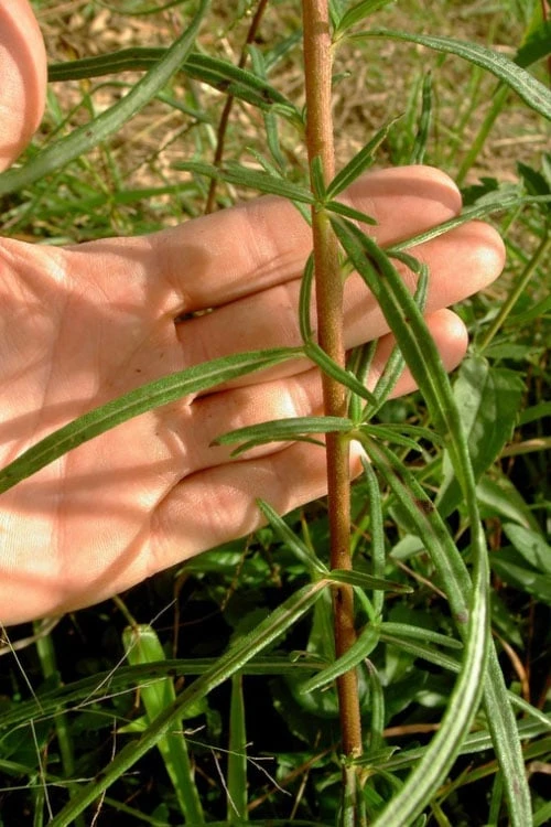 Swamp Sunflower (Helianthus Angustifolius) - 5 Pack Of Quart Pots 6 Swamp Sunflower (Helianthus Angustifolius) - 5 Pack Of Quart Pots - Image 6