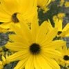 Swamp Sunflower (Helianthus Angustifolius) - 5 Pack Of Quart Pots