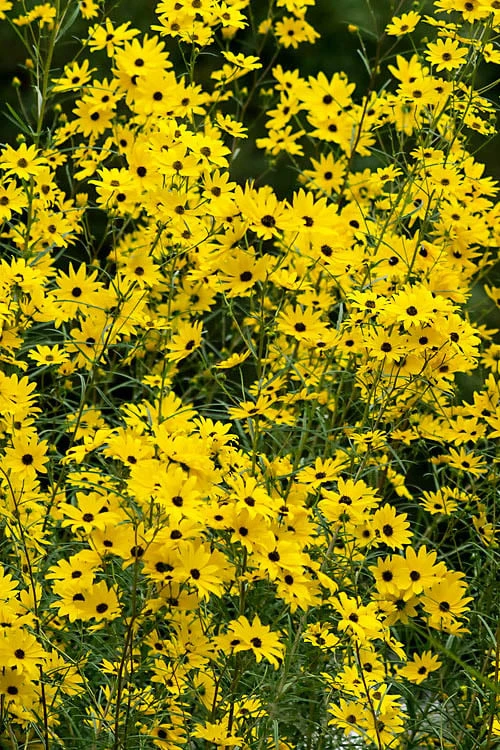 Swamp Sunflower (Helianthus Angustifolius) - 5 Pack Of Quart Pots 4 Swamp Sunflower (Helianthus Angustifolius) - 5 Pack Of Quart Pots - Image 4