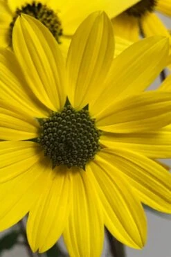 Swamp Sunflower (Helianthus Angustifolius) - 5 Pack Of Quart Pots 10 Swamp Sunflower (Helianthus Angustifolius) - 5 Pack Of Quart Pots -Botanica Tree Store helianthus angustifolius swamp sunflower 3