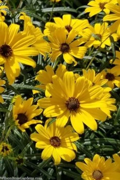 First Light Willowleaf Sunflower (Helianthus) - 1 Gallon Pot -Botanica Tree Store helianthus first light willowleaf sunflower 1