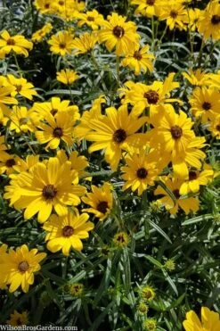 First Light Willowleaf Sunflower (Helianthus) - 1 Gallon Pot -Botanica Tree Store helianthus first light willowleaf sunflower 2