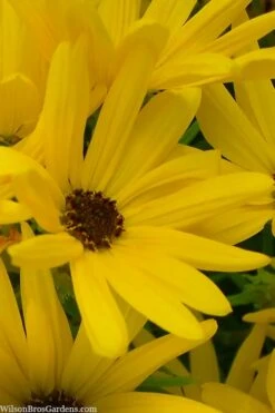 First Light Willowleaf Sunflower (Helianthus) - 1 Gallon Pot -Botanica Tree Store helianthus first light willowleaf sunflower 3