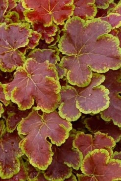 Solar Eclipse Heucherella (Foamy Bells) - 1 Gallon Pot -Botanica Tree Store heucherella solar eclipse 1