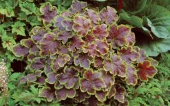 Solar Eclipse Heucherella (Foamy Bells) - 1 Gallon Pot -Botanica Tree Store heucherella solar eclipse 3