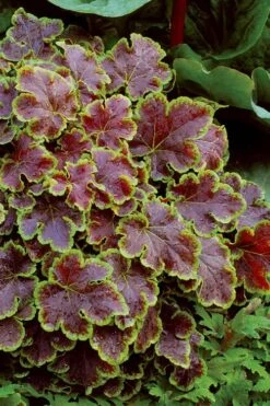 Solar Eclipse Heucherella (Foamy Bells) - 1 Gallon Pot -Botanica Tree Store heucherella solar eclipse 4
