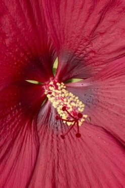 Head Over Heels 'Desire' Hardy Hibiscus - 3 Gallon Pot -Botanica Tree Store hibiscus head over heels desire 1