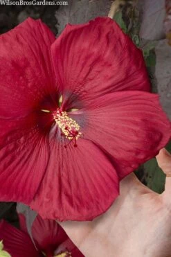 Head Over Heels 'Desire' Hardy Hibiscus - 3 Gallon Pot