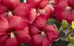 Head Over Heels 'Desire' Hardy Hibiscus - 3 Gallon Pot -Botanica Tree Store hibiscus head over heels desire 3
