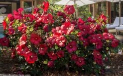 Head Over Heels 'Desire' Hardy Hibiscus - 3 Gallon Pot -Botanica Tree Store hibiscus head over heels desire 6