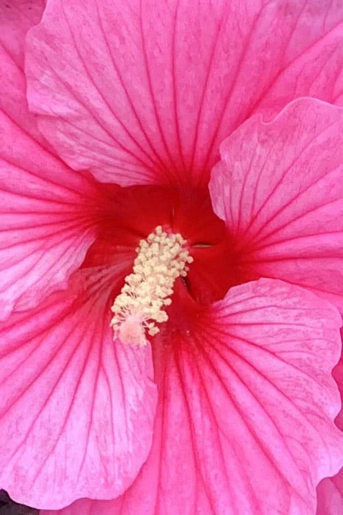 Summerific 'Edge Of Night' Hibiscus (Rose Mallow) - 1 Gallon Pot 7 Summerific 'Edge Of Night' Hibiscus (Rose Mallow) - 1 Gallon Pot - Image 7