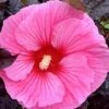 Summerific 'Edge Of Night' Hibiscus (Rose Mallow) - 1 Gallon Pot