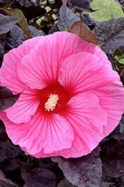 Summerific 'Edge Of Night' Hibiscus (Rose Mallow) - 1 Gallon Pot
