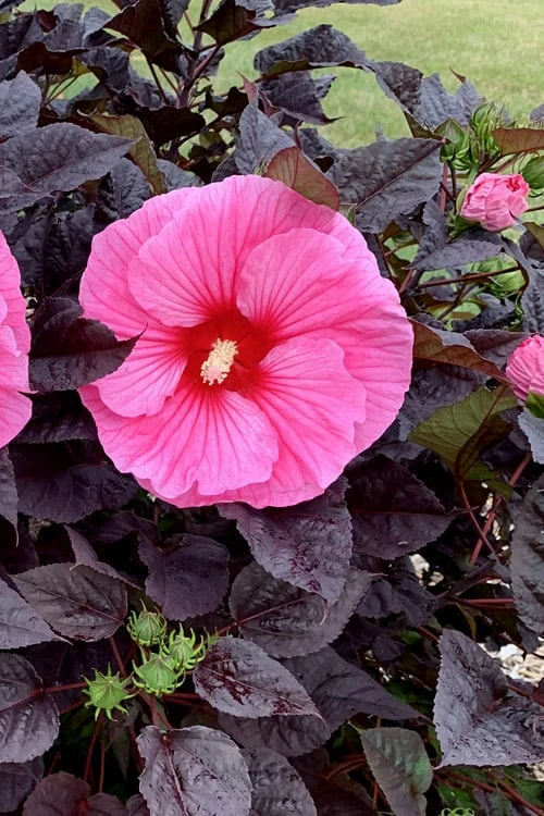 Summerific 'Edge Of Night' Hibiscus (Rose Mallow) - 1 Gallon Pot 6 Summerific 'Edge Of Night' Hibiscus (Rose Mallow) - 1 Gallon Pot - Image 6