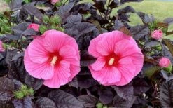 Summerific 'Edge Of Night' Hibiscus (Rose Mallow) - 1 Gallon Pot 11 Summerific 'Edge Of Night' Hibiscus (Rose Mallow) - 1 Gallon Pot -Botanica Tree Store hibiscus summerific edge of night 7