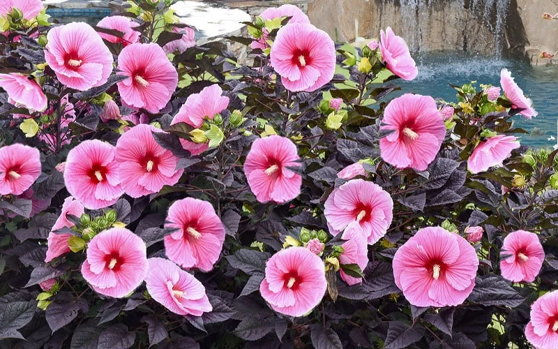 Summerific 'Edge Of Night' Hibiscus (Rose Mallow) - 1 Gallon Pot 4 Summerific 'Edge Of Night' Hibiscus (Rose Mallow) - 1 Gallon Pot - Image 4