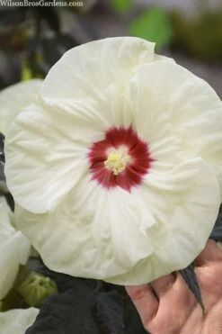 Summerific French Vanilla Hibiscus (Rose Mallow) - 1 Gallon Pot