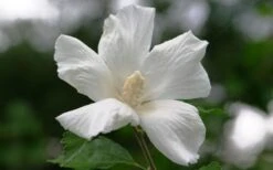 Diana White Rose Of Sharon (Althea) - Hibiscus Syriacus - 1 Gallon Pot -Botanica Tree Store hibiscus syriacus diana rose of sharon 3