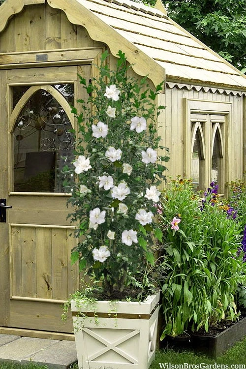 White Pillar Rose Of Sharon - 3 Gallon Pot 1 White Pillar Rose Of Sharon - 3 Gallon Pot