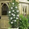 White Pillar Rose Of Sharon - 2 Gallon Pot