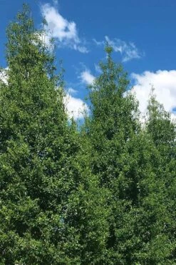 Savannah Holly - 3 Gallon Pot