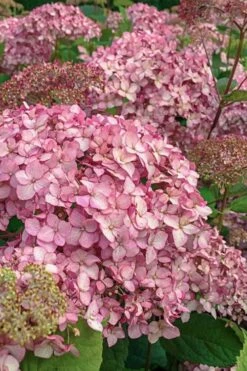 Pinkerella Hydrangea - 3 Gallon Pot 8 Pinkerella Hydrangea - 3 Gallon Pot -Botanica Tree Store hydrangea arborescens pinkerella 1