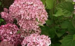 Pinkerella Hydrangea - 3 Gallon Pot 9 Pinkerella Hydrangea - 3 Gallon Pot -Botanica Tree Store hydrangea arborescens pinkerella 2
