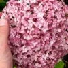 Pinkerella Hydrangea - 3 Gallon Pot