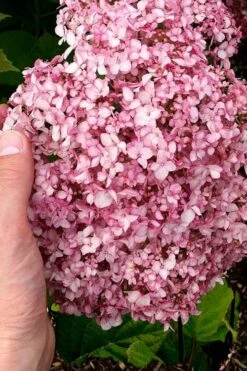 Pinkerella Hydrangea - 3 Gallon Pot