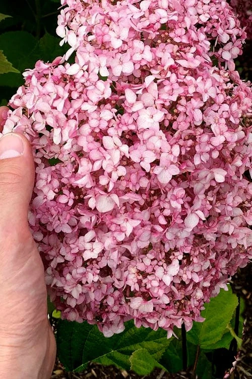 Pinkerella Hydrangea - 3 Gallon Pot 1 Pinkerella Hydrangea - 3 Gallon Pot