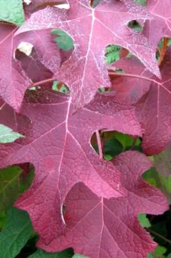 Oakleaf Hydrangea - 3 Gallon Pot -Botanica Tree Store hydrangea oakleaf fall color