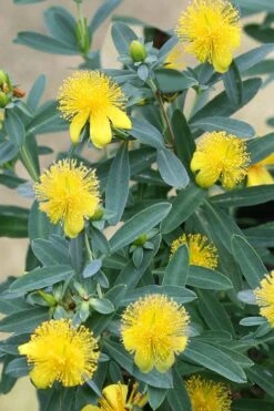 Blue Velvet St. Johns Wort (Hypericum Kalmianum) - 3 Gallon Pot -Botanica Tree Store hypericum kalmianum blue velvet st johns wort 2