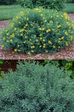 Blue Velvet St. Johns Wort (Hypericum Kalmianum) - 3 Gallon Pot -Botanica Tree Store hypericum lamianum blue velvet st johns wort 5