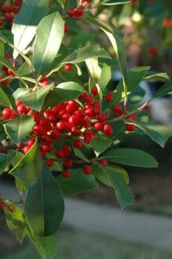 Savannah Holly - 3 Gallon Pot -Botanica Tree Store ilex attenuata savannah holly 6