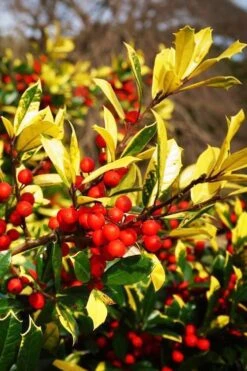 Sunny Foster Holly - 3 Gallon Pot 7 Sunny Foster Holly - 3 Gallon Pot -Botanica Tree Store ilex attenuata sunny foster tall holly 3