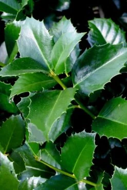 Emily Bruner Pyramidal Holly - 7 Gallon Pot (3-4') -Botanica Tree Store ilex emily bruner holly tree 103