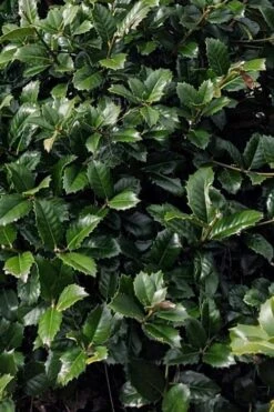 Emily Bruner Pyramidal Holly - 7 Gallon Pot (4-5') -Botanica Tree Store ilex emily bruner holly tree 104 1