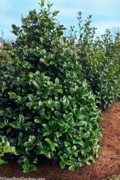 Emily Bruner Pyramidal Holly - 7 Gallon Pot (4-5') -Botanica Tree Store ilex emily bruner holly tree 105 1
