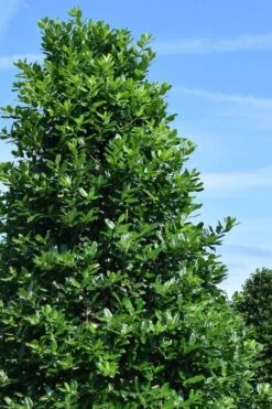 Nellie R. Stevens Holly - 7 Gallon Pot (5-6') -Botanica Tree Store ilex nellie r stephens holly tree 1