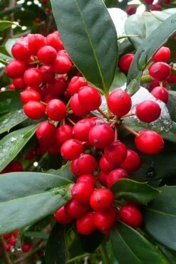 Nellie R. Stevens Holly - 7 Gallon Pot (5-6') -Botanica Tree Store ilex nellie r stevens holly tree berries 11