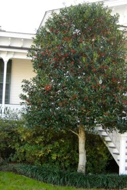 Nellie R. Stevens Holly - 7 Gallon Pot (5-6') -Botanica Tree Store ilex nellie r stevens holly tree berries tree 12