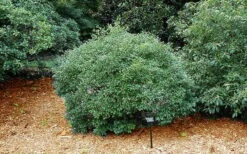 Jim Dandy Male Winterberry Holly - 3 Gallon Pot -Botanica Tree Store ilex verticillata jim dandy male winterberry holly 2