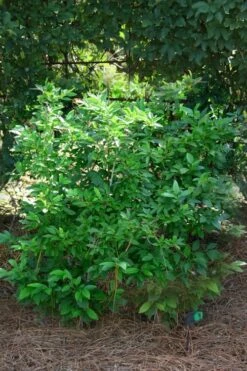 Southern Gentleman Winterberry Male Holly - 1 Gallon Pot -Botanica Tree Store ilex verticillata southern gentleman male winterberry holly 1