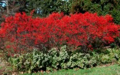 Sparkleberry Female Winterberry Holly - 3 Gallon Pot -Botanica Tree Store ilex verticillata sparkleberry holly 1
