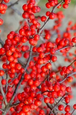 Sparkleberry Female Winterberry Holly - 3 Gallon Pot -Botanica Tree Store ilex verticillata sparkleberry holly 2
