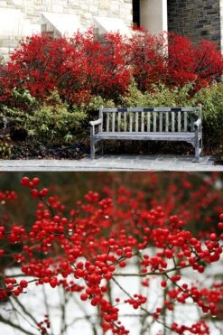 Sparkleberry Female Winterberry Holly - 3 Gallon Pot -Botanica Tree Store ilex verticillata sparkleberry holly 4