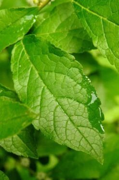 Sparkleberry Female Winterberry Holly - 3 Gallon Pot -Botanica Tree Store ilex verticillata sparkleberry holly 5