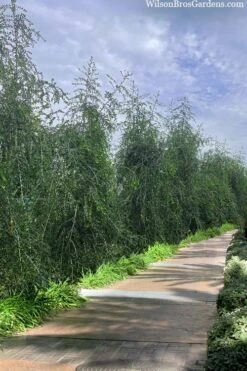 Weeping Yaupon Holly (Ilex Vomitoria 'Pendula') - 7 Gallon Pot (3-4') 10 Weeping Yaupon Holly (Ilex Vomitoria 'Pendula') - 7 Gallon Pot (3-4') -Botanica Tree Store ilex vomitoria pendula weeping yaupon holly berries 3