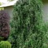 Weeping Yaupon Holly (Ilex Vomitoria 'Pendula') - 7 Gallon Pot (3-4')